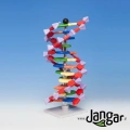Model DNA – podstawowy