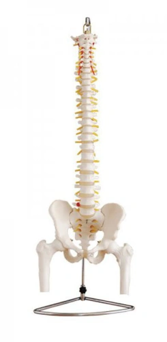 Kręgosłup z miednicą i głowami kości udowych - model EDUKO