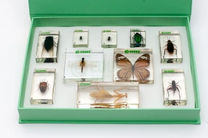 Rzędy owadów - zestaw