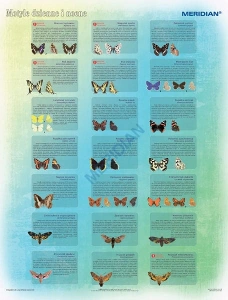 Motyle dzienne i nocne - ścienna plansza dydaktyczna 120x90