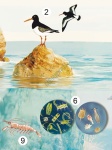 big_MR-BI-10_Ekosystem_morza_cieplego_1.jpg