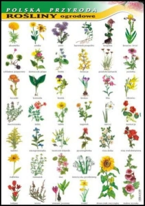 Rośliny ogrodowe