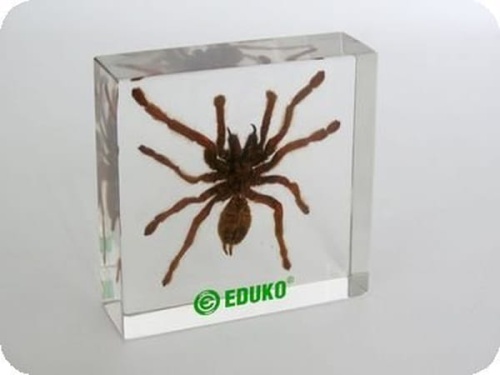 Tarantula