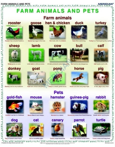 big_Farm_animals_and_4ae96d5f243d7.jpg