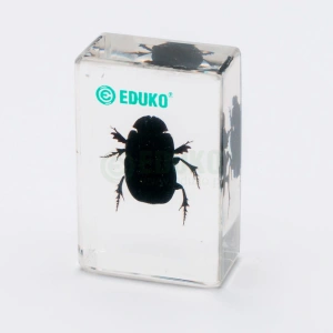 Krowieńczak - chrząszcz