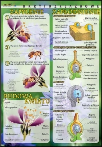 Budowa kwiatu, zapylenie, zapłodnienie (okrytozalążkowe)