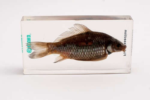 Ryba - dysekcja