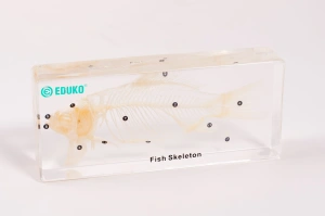 Ryba - szkielet EDUKO