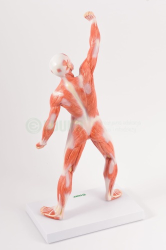 Układ mięśniowy 50 cm - EDUKO