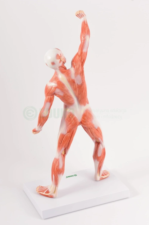 Układ mięśniowy 50 cm - EDUKO