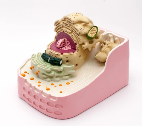 Komórka roślinna - EDUKO