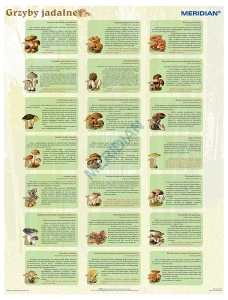 Grzyby jadalne - ścienna plansza dydaktyczna 120x90