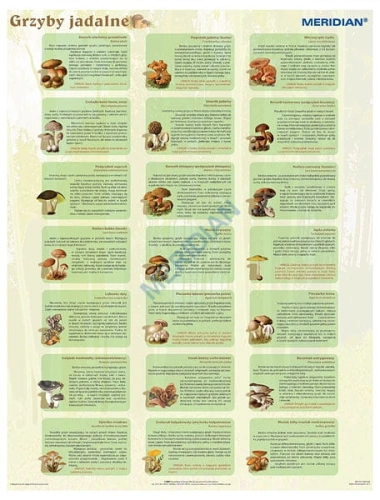 big_Grzyby_jadalne_4e899b2cce2d9.jpg