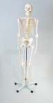 Szkielet człowieka 85 cm z mostkiem - EDUKO