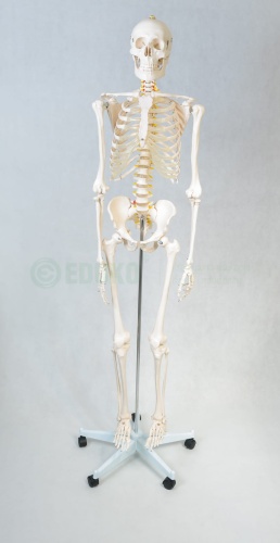 Szkielet człowieka 85 cm z mostkiem - EDUKO