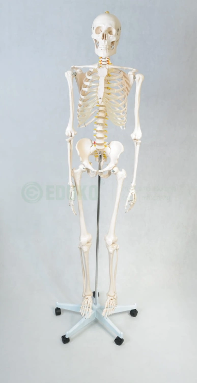Szkielet człowieka 85 cm z mostkiem - EDUKO