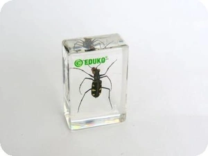 Trzyszcz - chrząszcz