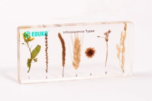 Typy kwiatostanów EDUKO