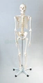 Szkielet człowieka 170 cm - model EDUKO