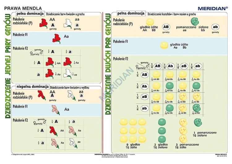 big_MR-BI-04-Podstawy-genetyki---prawa-Mendla.jpg