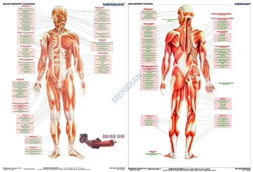 big_DUO_Uk__ad_mi____48da26b14bade.jpg