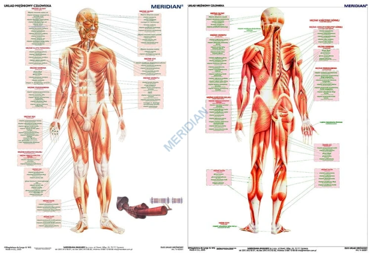 big_DUO_Uk__ad_mi____48da26b14bade.jpg