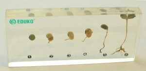 Fasola - rozwój - EDUKO