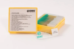 Życie w glebie - zestaw 25 preparatów EDUKO