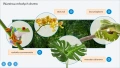 Screenshot_2020-04-01-ROSLINY-I-ZWIERZETA-LASOW-ROWNIKOWYCH-mauthor-com1.png