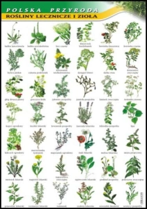 Rośliny lecznicze i zioła