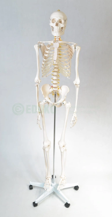 Szkielet człowieka 85 cm z mostkiem - EDUKO