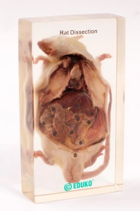 Szczur - dysekcja EDUKO