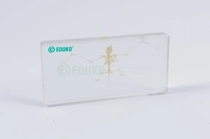 Nietoperz - szkielet