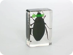 Pływak - chrząszcz