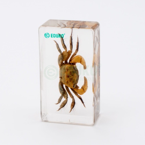 Krab