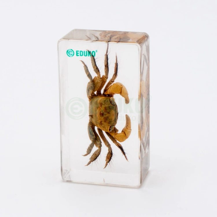 Krab