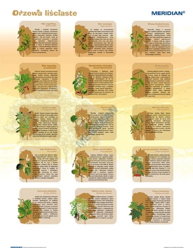 big_Drzewa_li__ciast_4ce277e4ad314.jpg