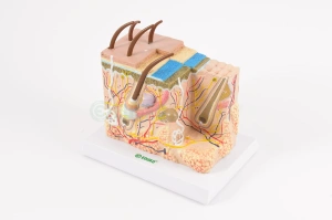 Skóra, model na podstawie - EDUKO