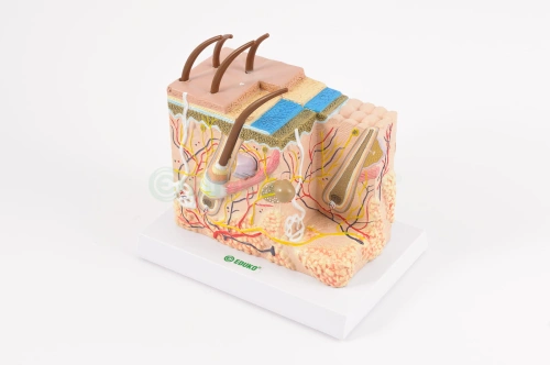 Skóra, model na podstawie - EDUKO