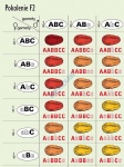 big_MR-BI-03_Podstawy_genetyki_-_dziedziczenie_wielogenowe_1.jpg