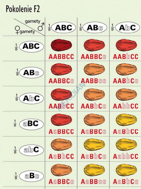 big_MR-BI-03_Podstawy_genetyki_-_dziedziczenie_wielogenowe_1.jpg