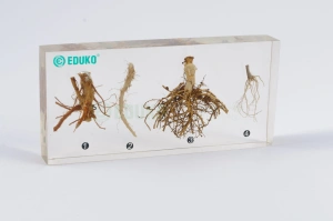 Systemy korzeniowe - 4 typy