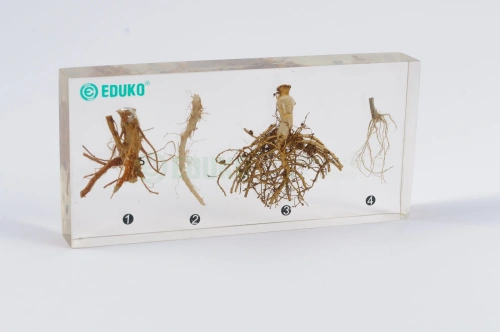 Systemy korzeniowe - 4 typy