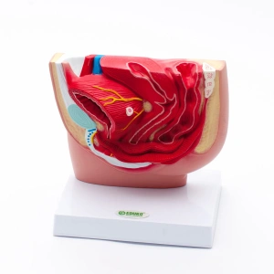 Model miednicy żeńskiej - EDUKO