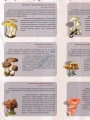 big_MR-BI-119_Grzyby_trujace_i_niejadalne_1.jpg