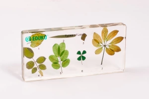 Typy blaszki liściowej - 7 okazów EDUKO