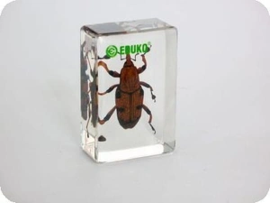 Ryjkowiec - chrząszcz