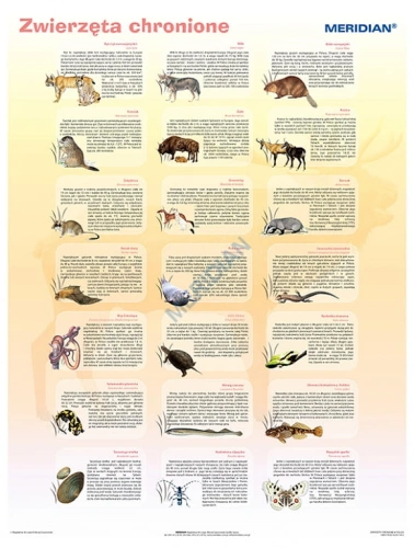 big_MR-BI-107-Zwierzeta-chronione-w-Pl.jpg