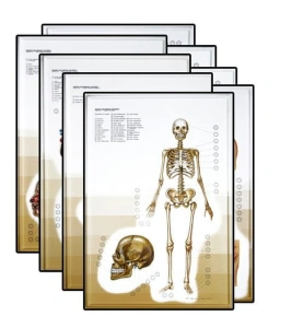 Budowa człowieka - tablice edukacyjne