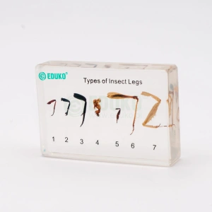 Przystosowanie odnóży owadów do trybu życia